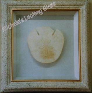 Pansy shell